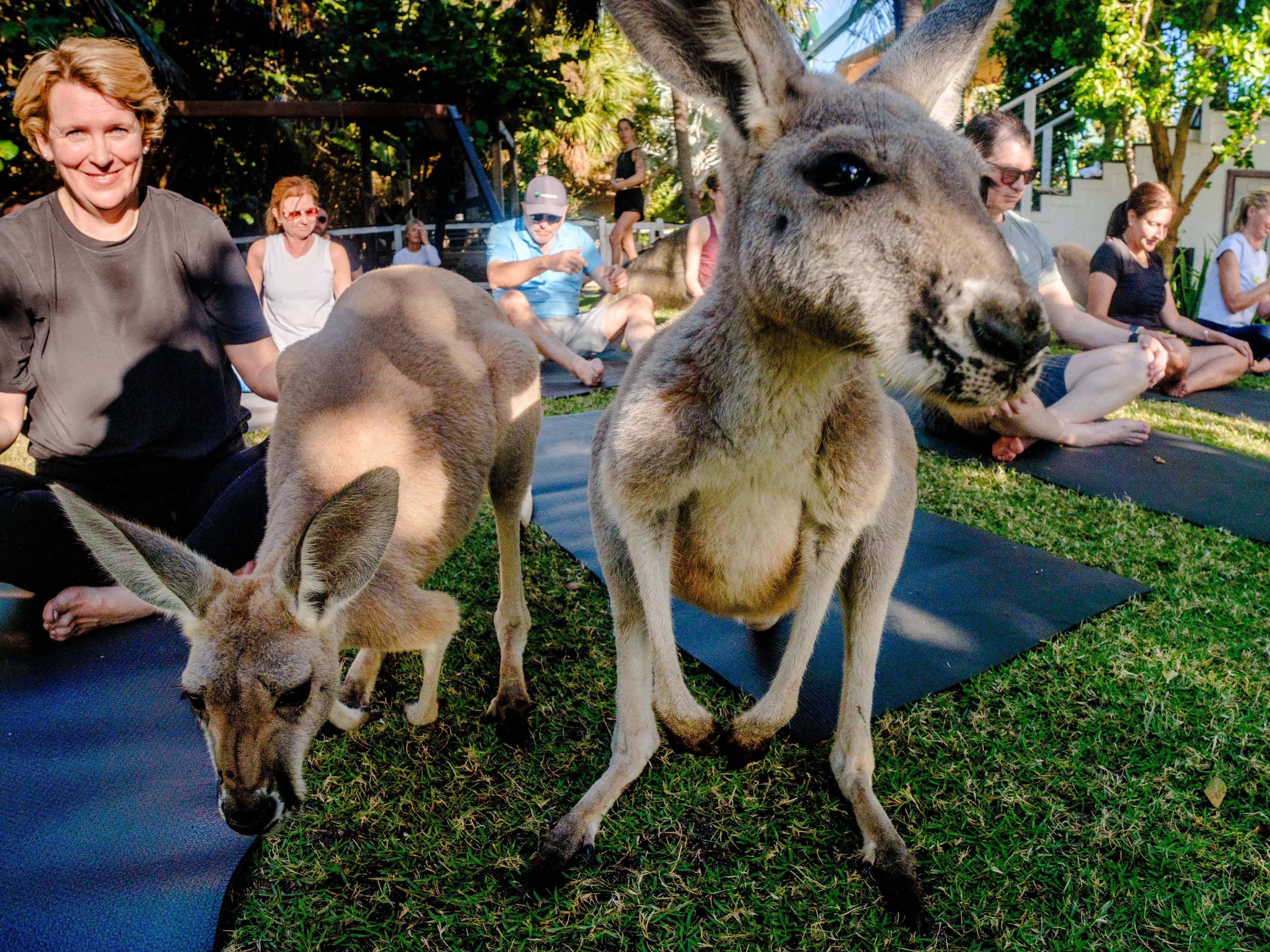 Kangaroos